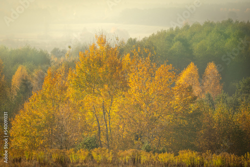October landscape - amazing misty foggy morning in autumn season, beautiful trees with colorful leaves, Poland, Europe, Podlasie Knyszyn Primeval Forest