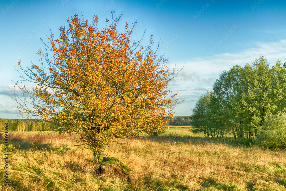Landscape autumn field with colourful trees, autumn Poland, Europe and amazing blue sky with clouds, sunny day	