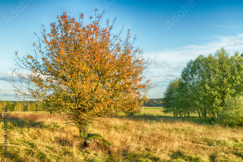 Landscape autumn field with colourful trees, autumn Poland, Europe and amazing blue sky with clouds, sunny day 