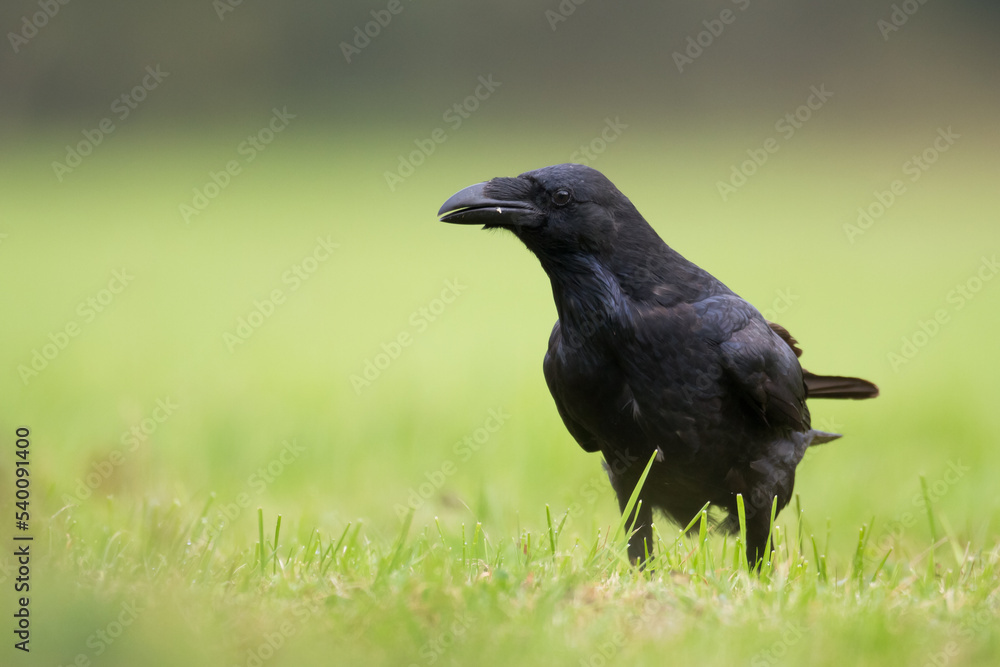 Fototapeta premium Bird beautiful raven ( Corvus corax ) North Poland Europe 
