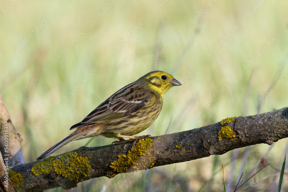 yellowhammer Emberiza citrinella on the branch amazing warm light sunset sundown