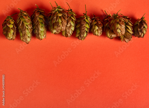 Flat lay. Still life with dried hop cones, humulus lupulus, on bright orange background with copy advertising space for text. Ingredient in the beer industry.