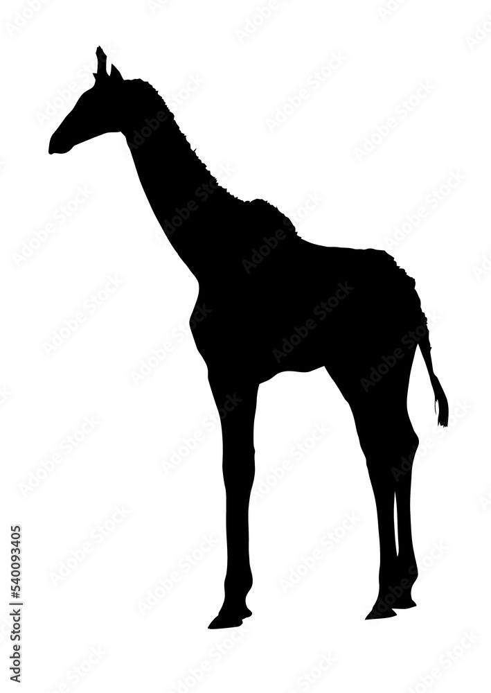 Obraz premium Side Profile Image of Young Giraffe Standing