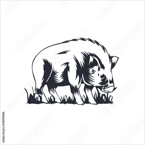 Animals. Black and white image of a large wild boar