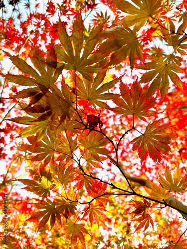 Falling autumn maple japane...