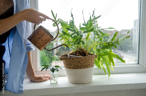 Young woman waters a phlebodium houseplant from a copper watering can, on a white light windowsill of her apartment