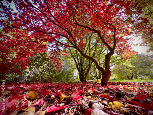 Falling autumn maple japane...