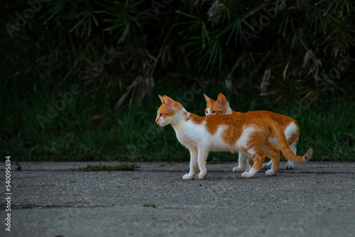 Small Greek Homeless White Red Kittens Looking In One Direction. Moraitika, Corfu. © Jūlija