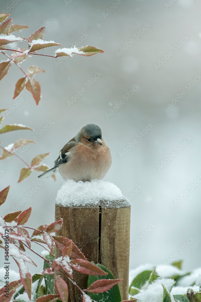 A tender male Common chaffinch (Fringilla coelebs) perched on soft snow and surrounded by white in a typical Christmas atmosphere. Piedmont Alps, Italy