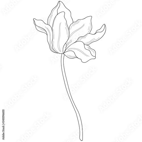 Abstract flat outline art tulip flower illustration. Continous line flower, leaf and plant silhouette on transparent background. Conceptual design for poster, banner, invitation