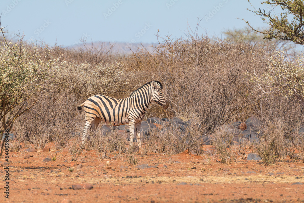 Obraz premium Plains zebra or Burchell zebra at Oanob park, Namibia.