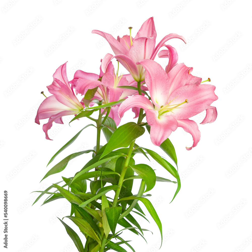 Pink lilies. Lily flowers. Beautiful flowers isolated on white background Pink lilies. Lily flowers. Beautiful flowers isolated on white background