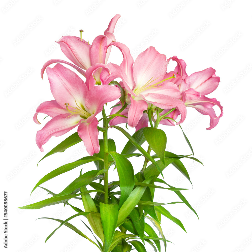 Pink lilies. Lilies flowers. Beautiful flowers isolated on white background