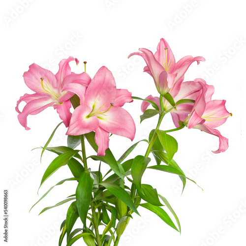 Lilies flowers. Pink lilies. Beautiful flowers isolated on white