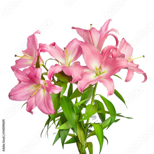 Fototapeta Naklejka Na Ścianę i Meble -  Pink lilies. Lilies flowers. Beautiful flowers isolated on white