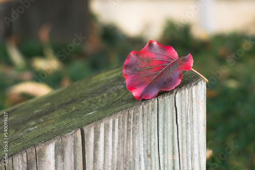 The bright red autumn leaf is on the edge of wooden surface 