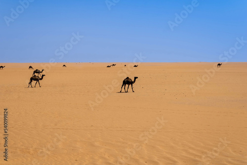 Black dromedary camels in the sand desert, Saudi Arabia