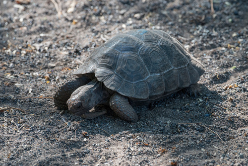 young Galapagos Giant tortoise, Isabela,