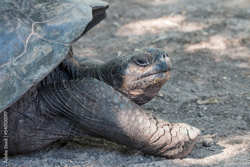 Galapagos Giant tortoise, Isabela, Galapagos