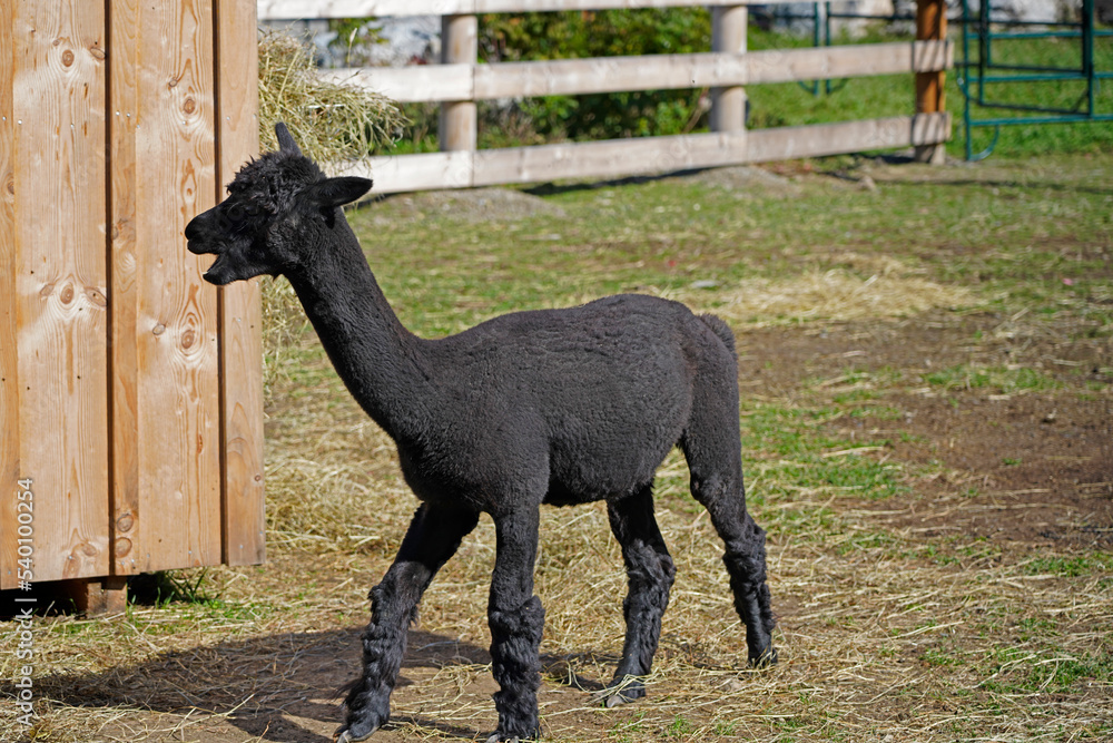 Fototapeta premium A picture of a black alpaca in a farm