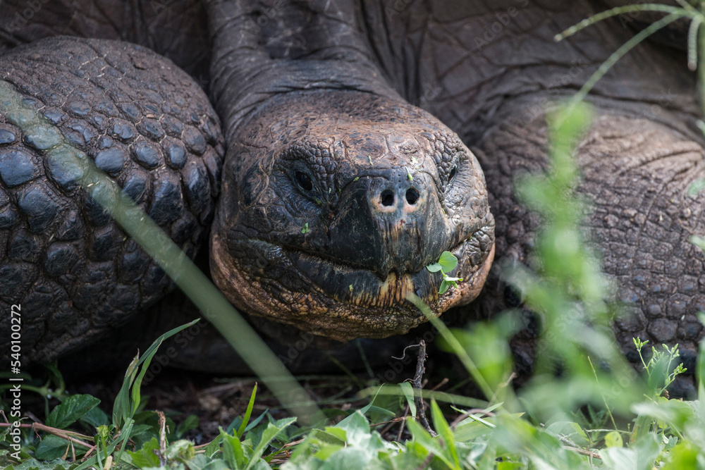 Galapagos giant tortoise eating grass Galapagos giant tortoise eating grass