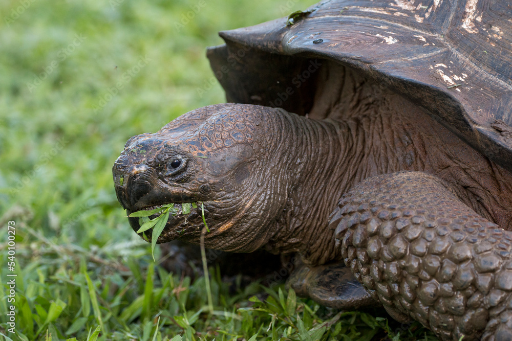 Galapagos giant tortoise eating grass Galapagos giant tortoise eating grass