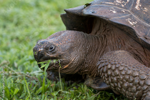 Galapagos giant tortoise eating grass © Hodossy