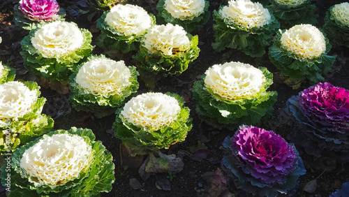 Brassica oleracea wonderful blooming white cabbage