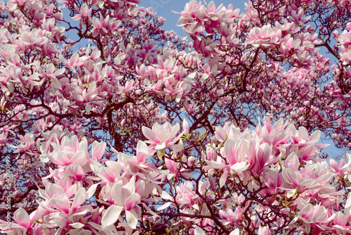 Magnificent blooming of magnolia flowers