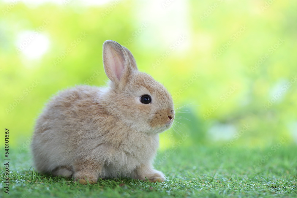 Cute little rabbit on green grass with natural bokeh as background during spring. Young adorable bunny playing in garden. Lovrely pet at park Cute little rabbit on green grass with natural bokeh as background during spring. Young adorable bunny playing in garden. Lovrely pet at park