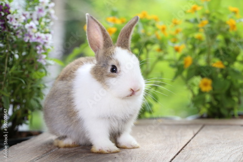 Cute little rabbit on green grass with natural bokeh as background during spring. Young adorable bunny playing in garden. Lovrely pet at park