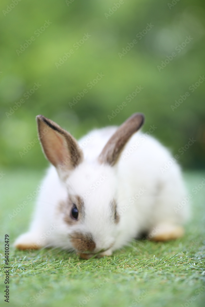 Cute little rabbit on green grass with natural bokeh as background during spring. Young adorable bunny playing in garden. Lovrely pet at park Cute little rabbit on green grass with natural bokeh as background during spring. Young adorable bunny playing in garden. Lovrely pet at park