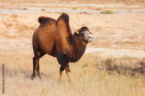 Canvas Print Bactrian camel