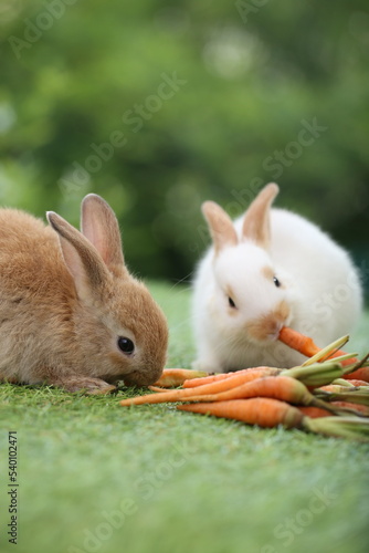 Cute little rabbit on green grass with natural bokeh as background during spring. Young adorable bunny playing in garden. Lovely pet at park with baby carrot as food.