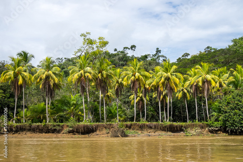 Palmeral en la orilla del R  o Grande de Terraba en Costa Rica