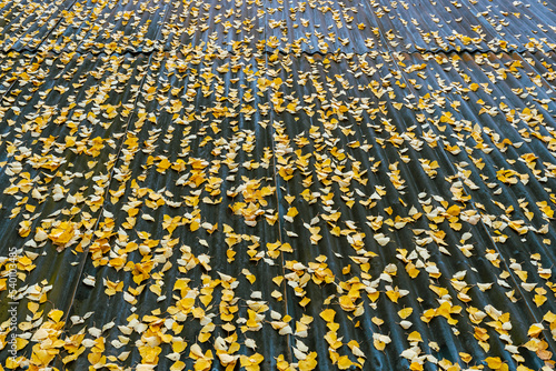 an old corrugated iron roof covered in yellow autumn leaves from a birch tree photo