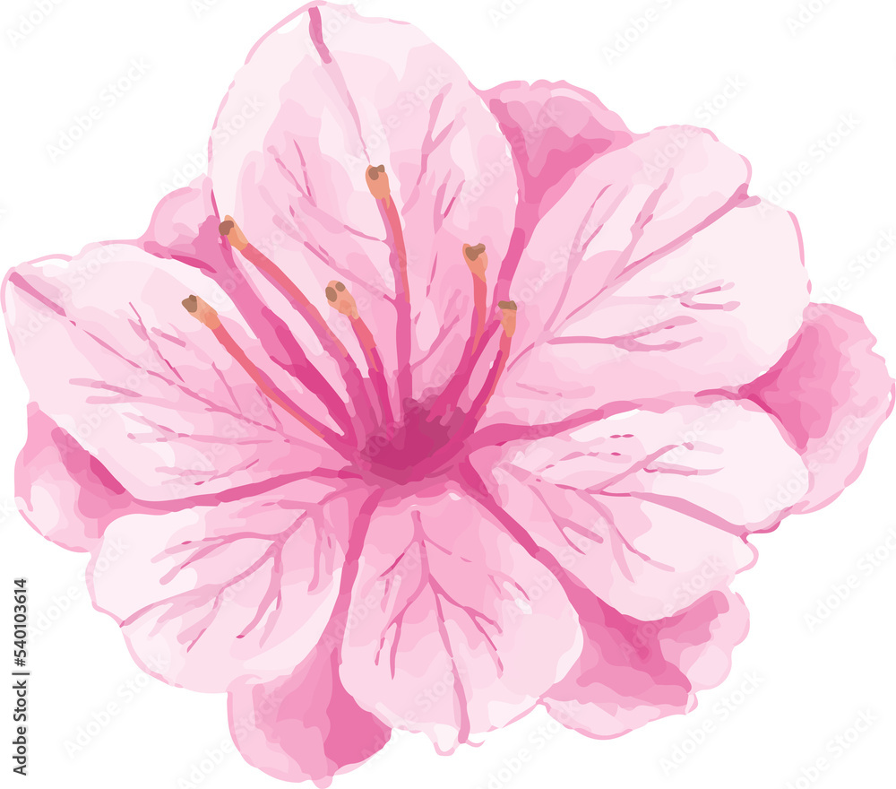 Obraz premium pink watercolor flower