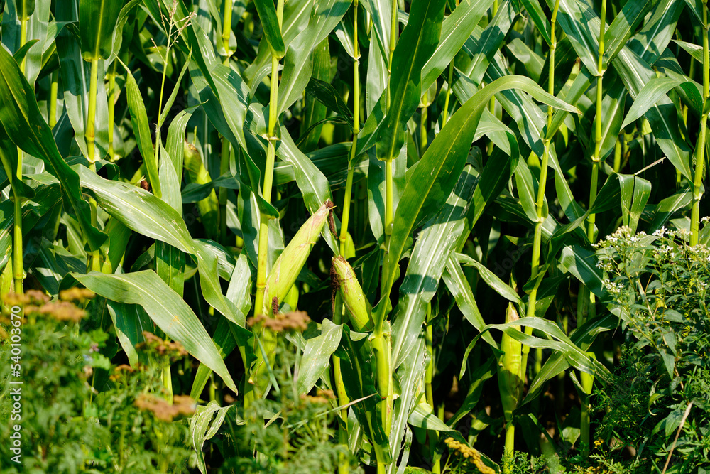 Fototapeta premium A picture of a corn field