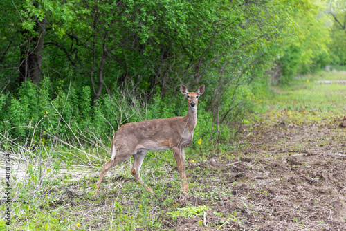 Fototapeta Naklejka Na Ścianę i Meble -  Deer Eating Along The Woods Line In Spring