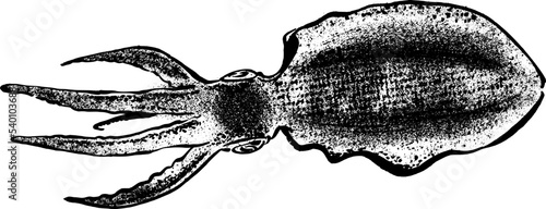 hand drawn sketch of a squid
