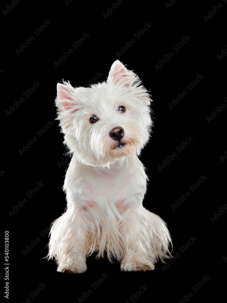 Pretty adult sitting white west highland terrier in a black studio Pretty adult sitting white west highland terrier in a black studio