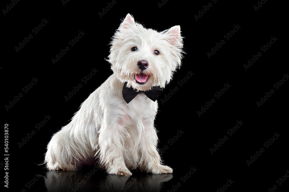 Sitting west highland terrier wearing bow tie Sitting west highland terrier wearing bow tie