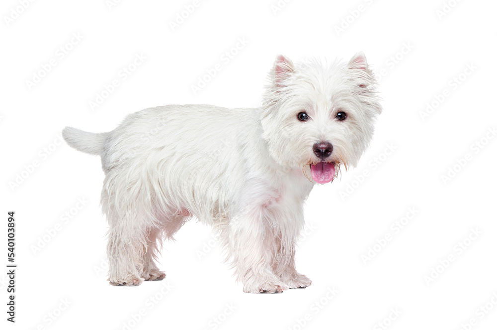 Standing dog in a white studio side view portrait Standing dog in a white studio side view portrait