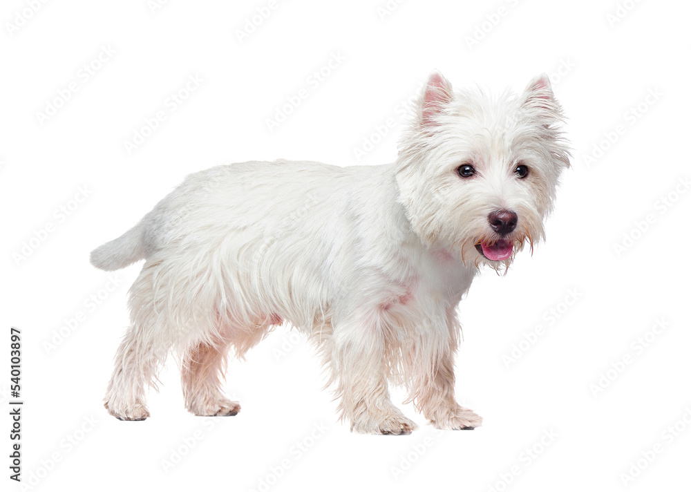 Standing west highland terrier isolated on white Standing west highland terrier isolated on white