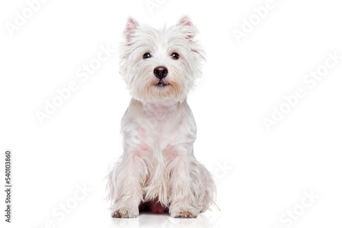 Sitting pretty west highland terrier isolated on white