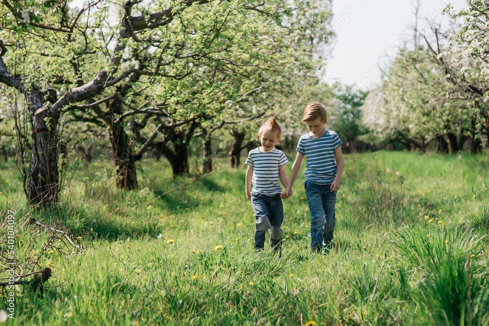 two little cute brothers cheerful walk in the apple orchard on a sunny spring day. High quality photo two little cute brothers cheerful walk in the apple orchard on a sunny spring day. High quality photo