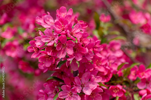 Red Crabapple Blossoms In Late May