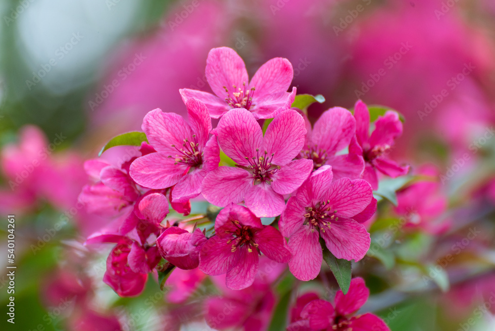 Red Crabapple Blossoms In Late May Red Crabapple Blossoms In Late May