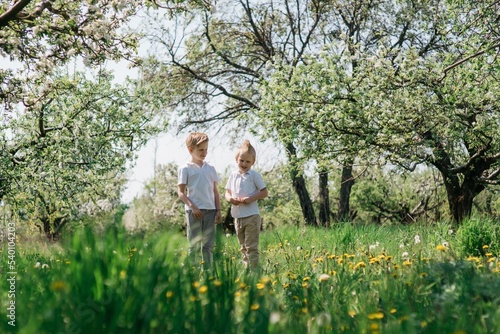 two little cute brothers cheerful walk in the apple orchard on a sunny spring day. High quality photo