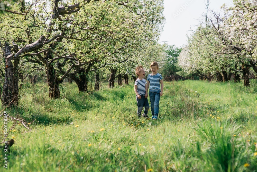 two little cute brothers cheerful walk in the apple orchard on a sunny spring day. High quality photo two little cute brothers cheerful walk in the apple orchard on a sunny spring day. High quality photo